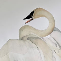 "Voice" - Swan Portrait - Large Scale Animal Drawing - Audubon - Durer