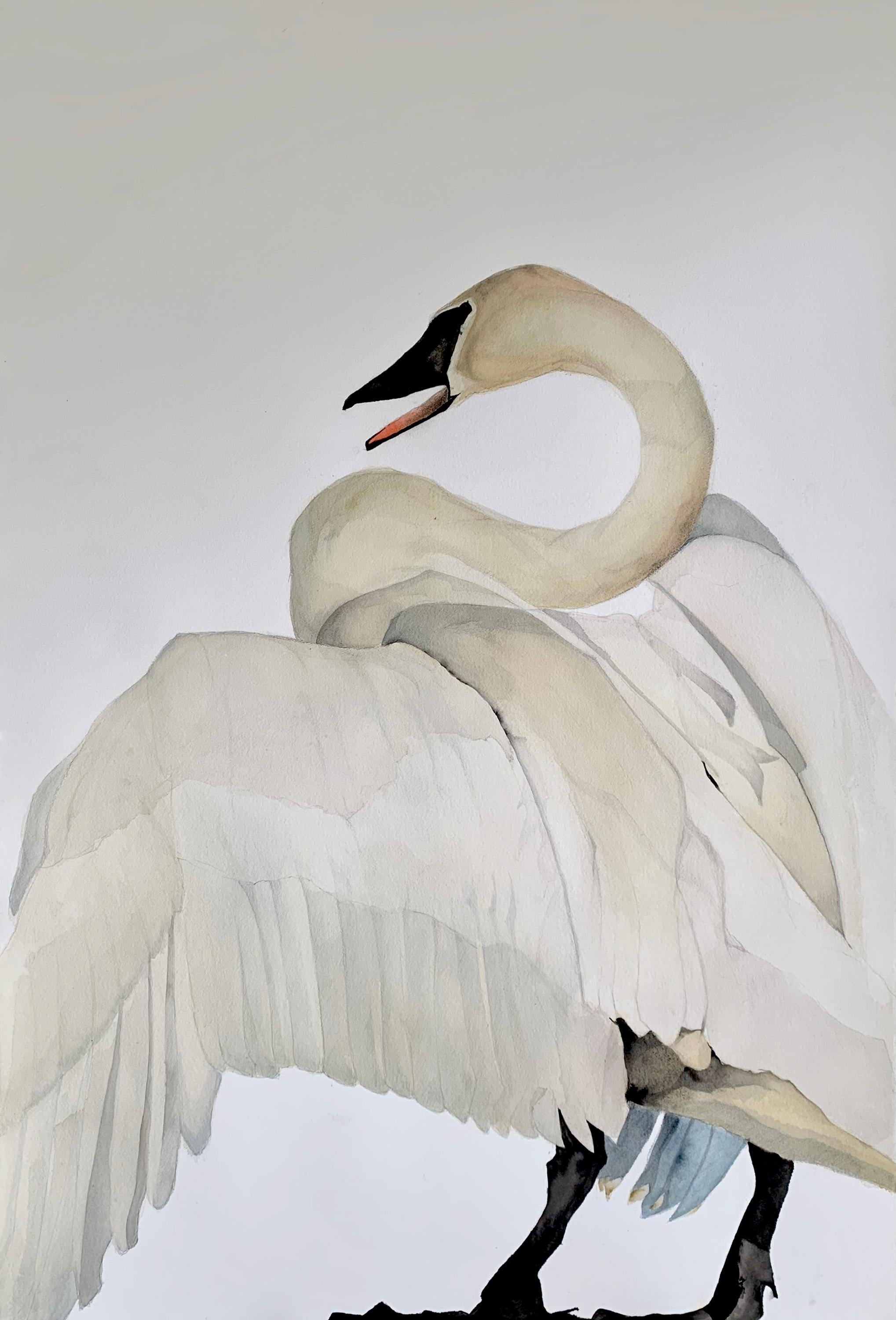 Heather Lancaster Animal Art - "Voice" - Swan Portrait - Large Scale Animal Drawing - Audubon - Durer