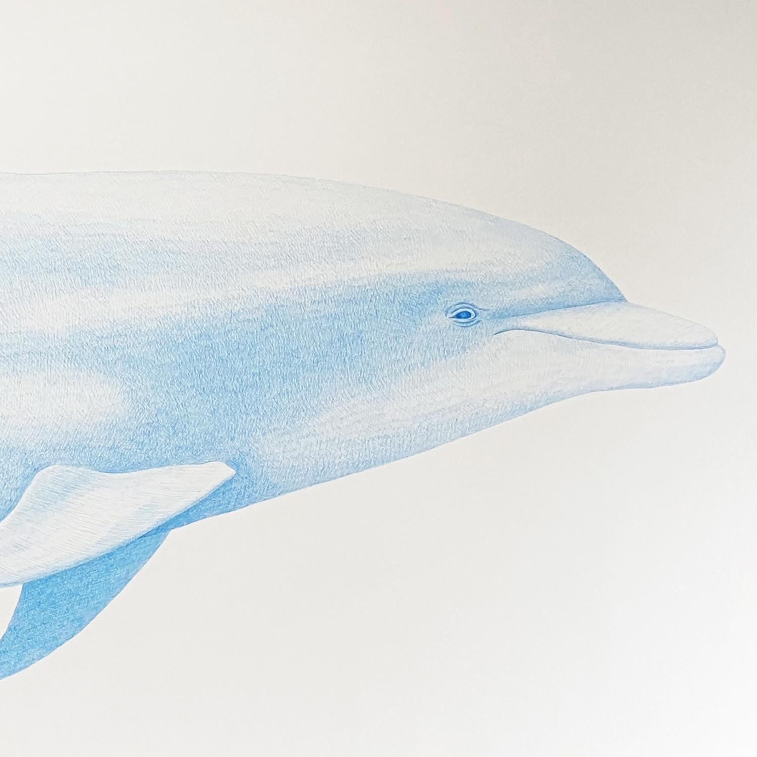 'Bottlenose Dolphin' - large-scale animal drawing - Chuck Close - Rembrandt - Art by Hannah Hanlon