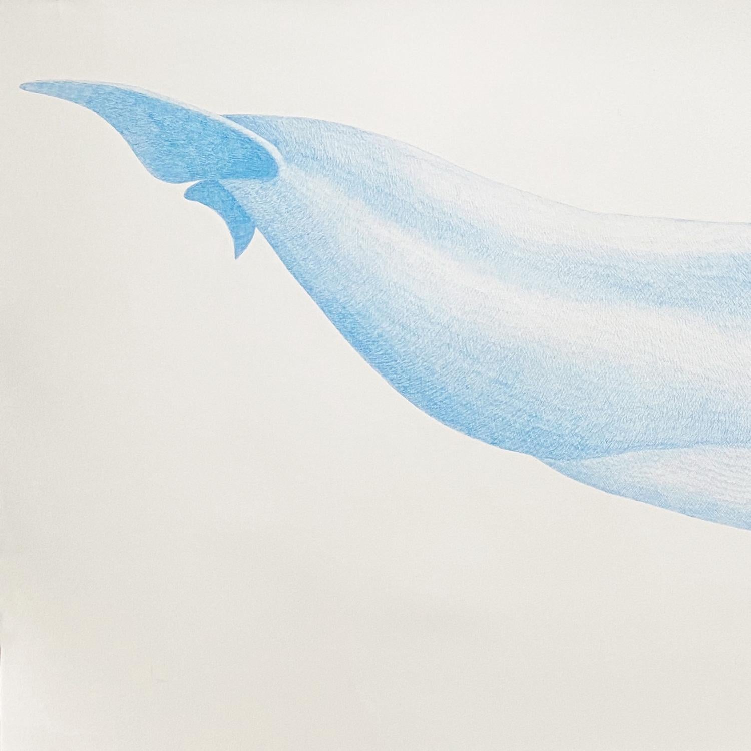bottlenose dolphin drawing