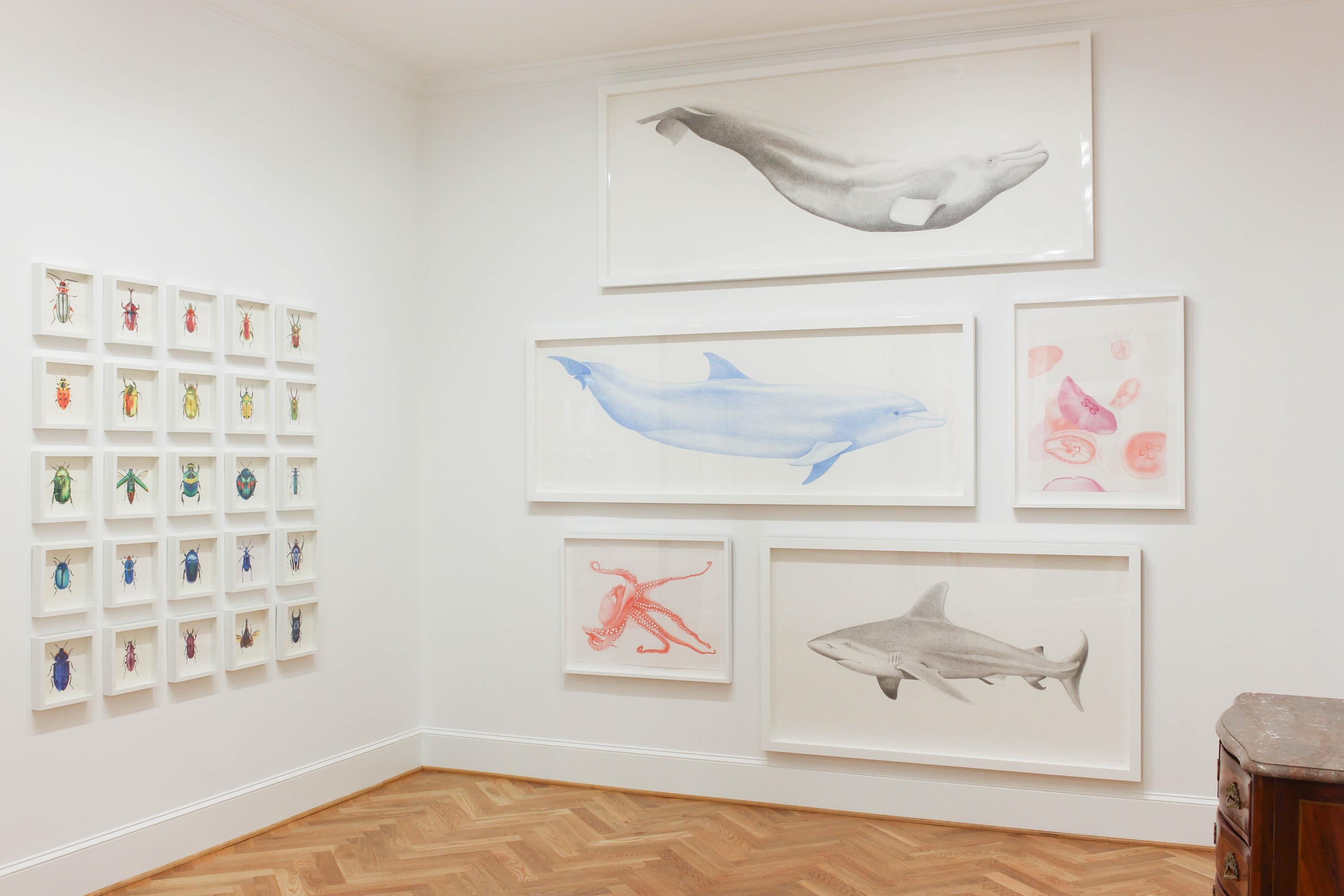 'Bottlenose Dolphin' - large-scale animal drawing - Chuck Close - Rembrandt - Contemporary Art by Hannah Hanlon