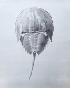 'Horseshoe Crab' - realist animal drawing - Chuck Close - Rembrandt
