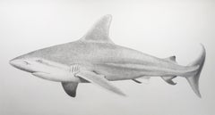 'Sandbar Shark' - large-scale animal drawing - Chuck Close - Rembrandt