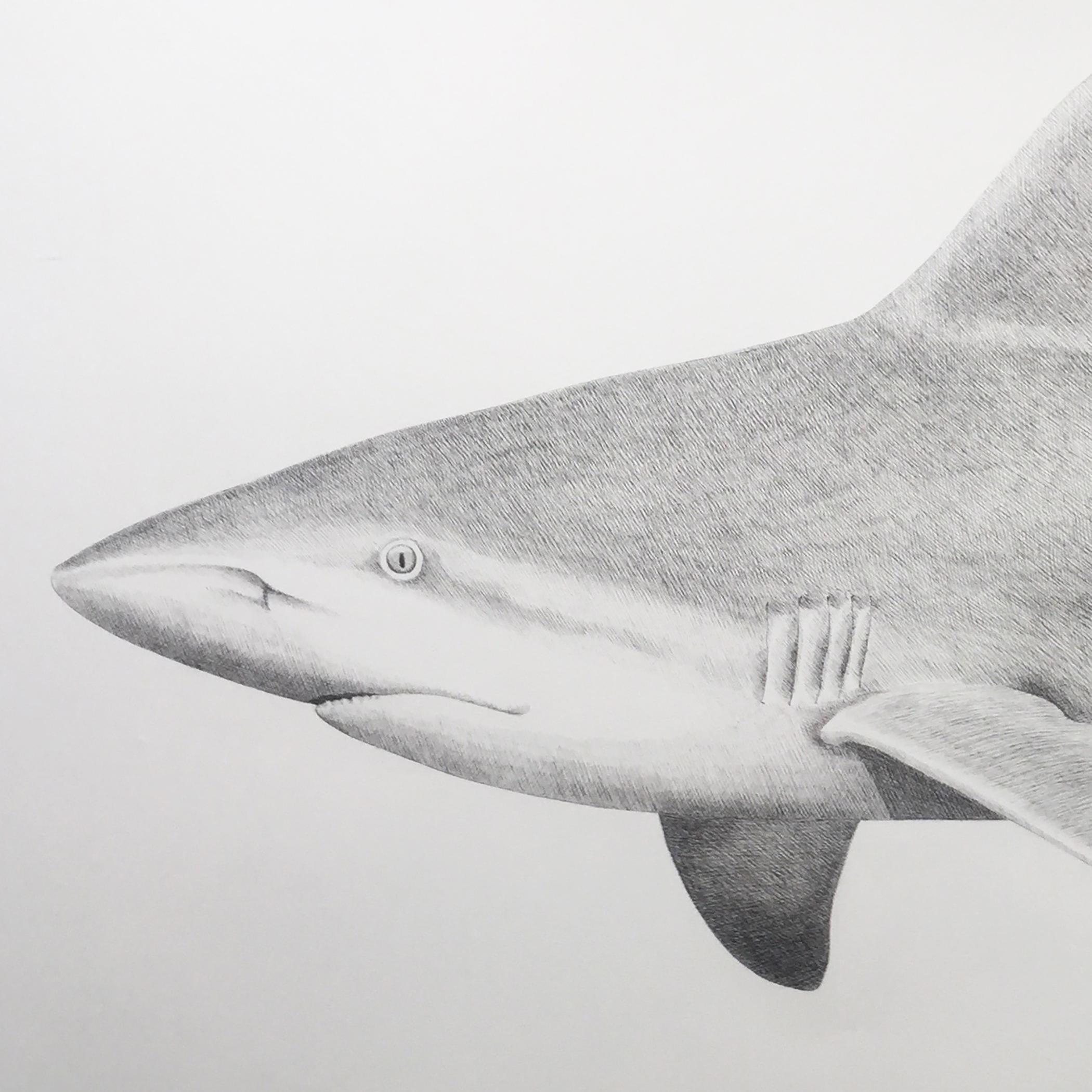 'Sandbar Shark' - large-scale animal drawing - Chuck Close - Rembrandt - Art by Hannah Hanlon