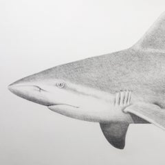 'Sandbar Shark' - large-scale animal drawing - Chuck Close - Rembrandt