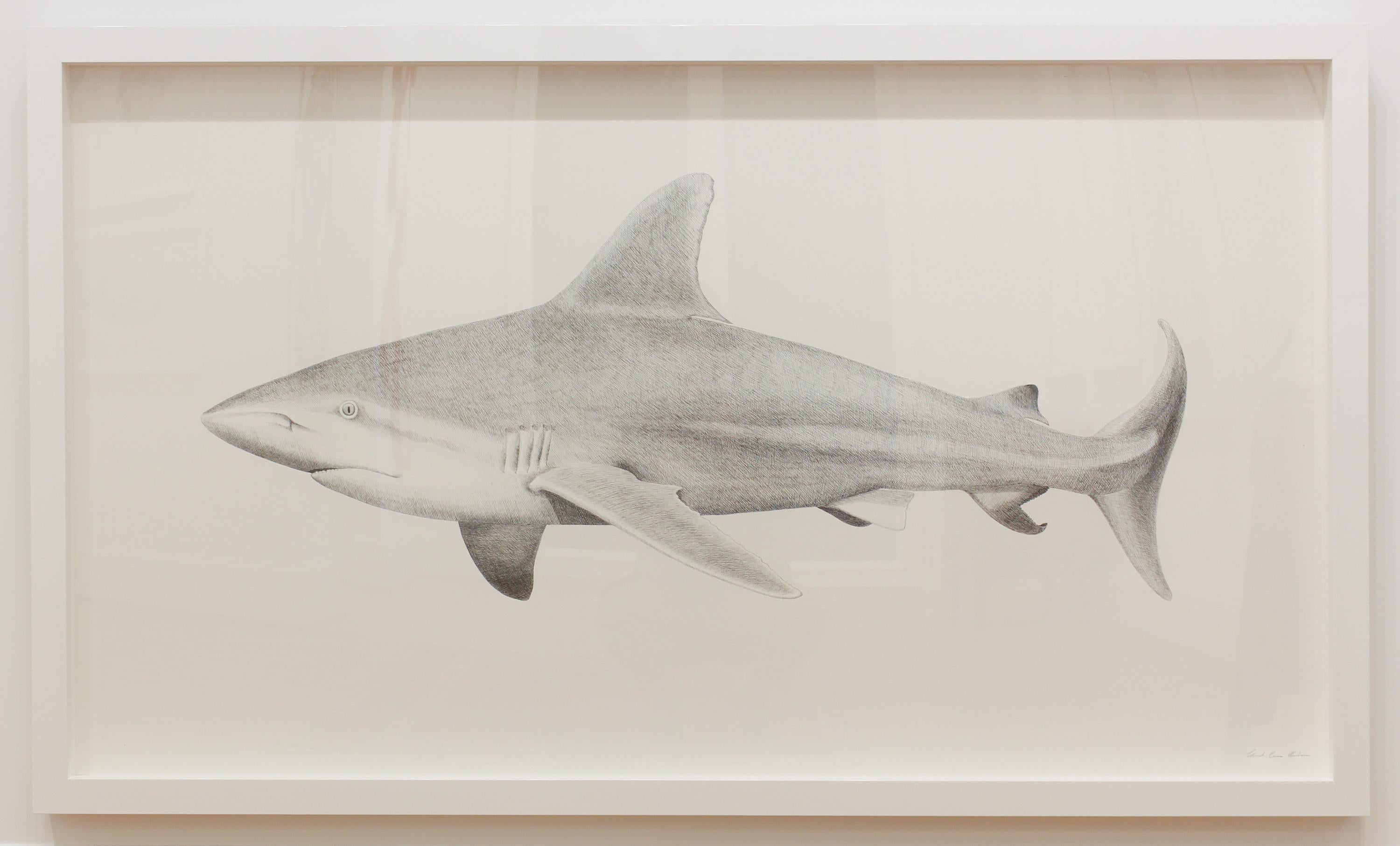 sandbar shark drawing