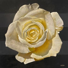 "White Rose III" - floral painting - rose still life - Georgia O'Keeffe