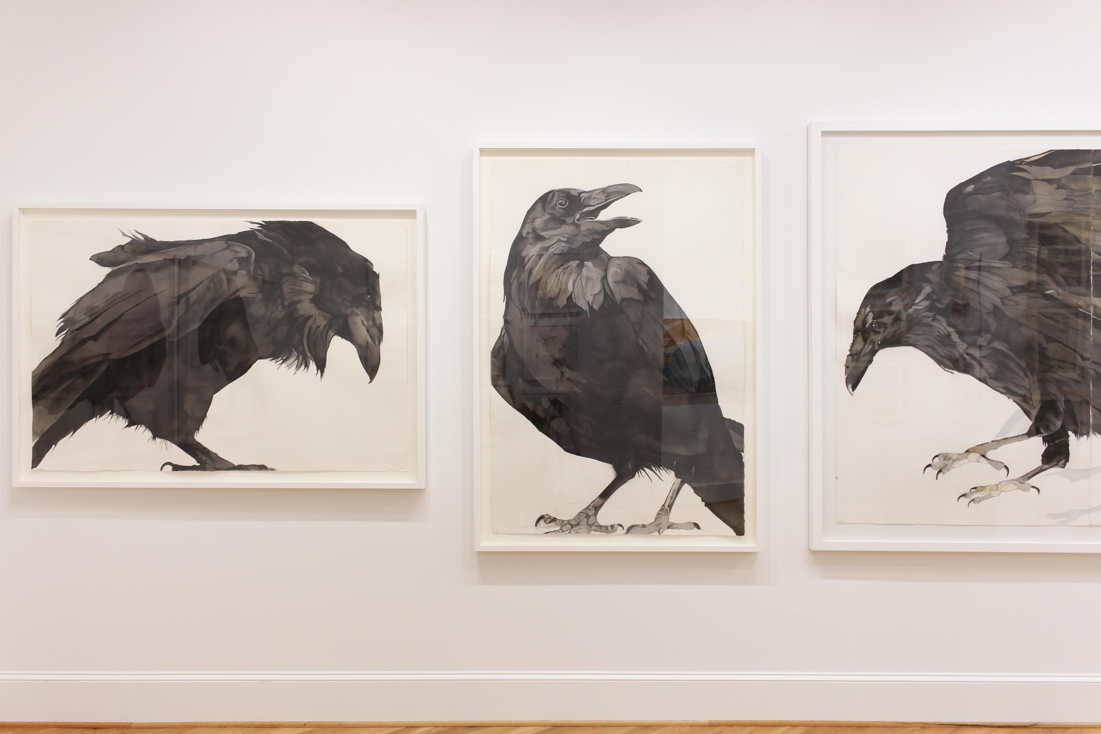 drawing ravens