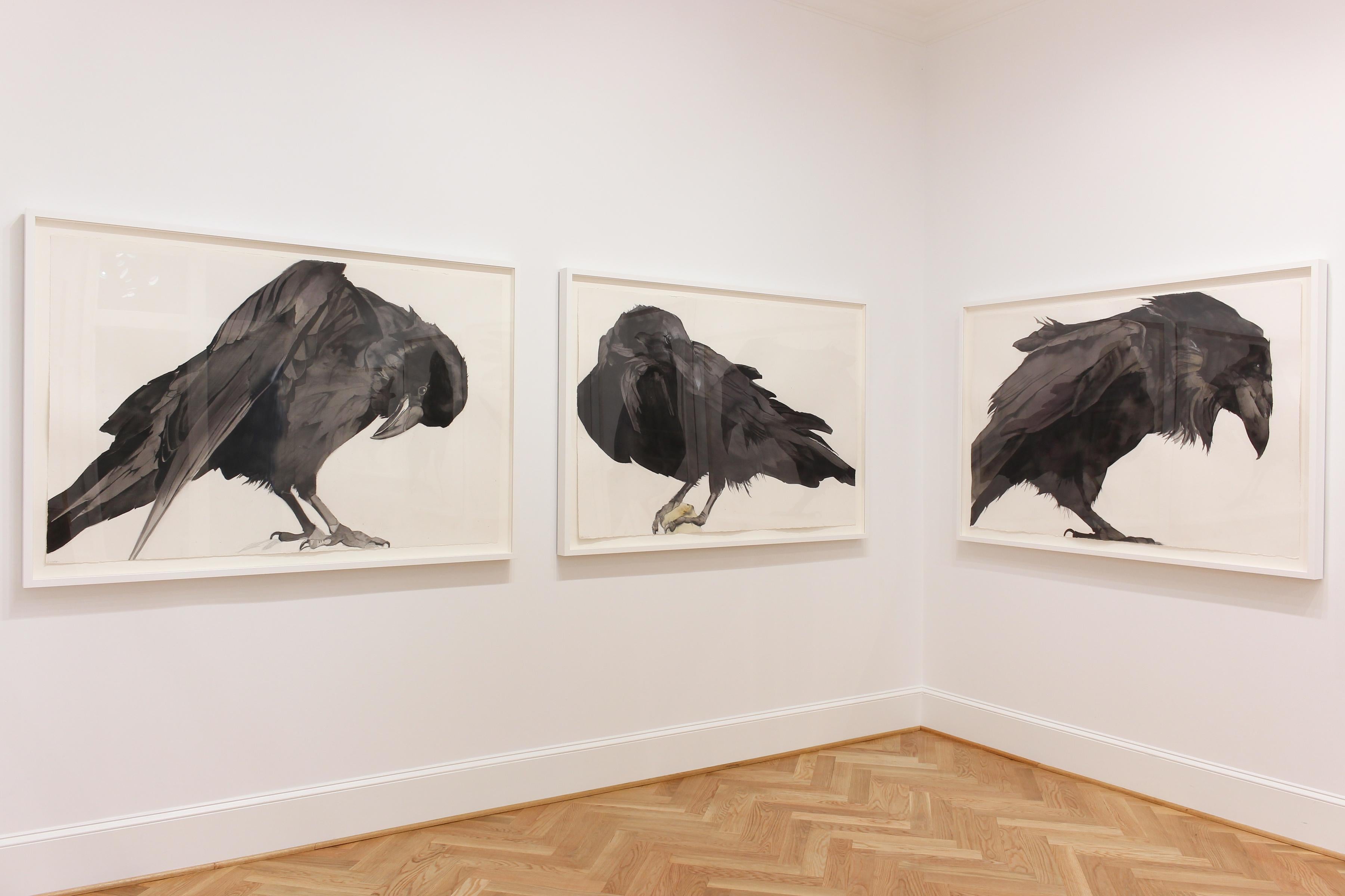 raven animal drawing