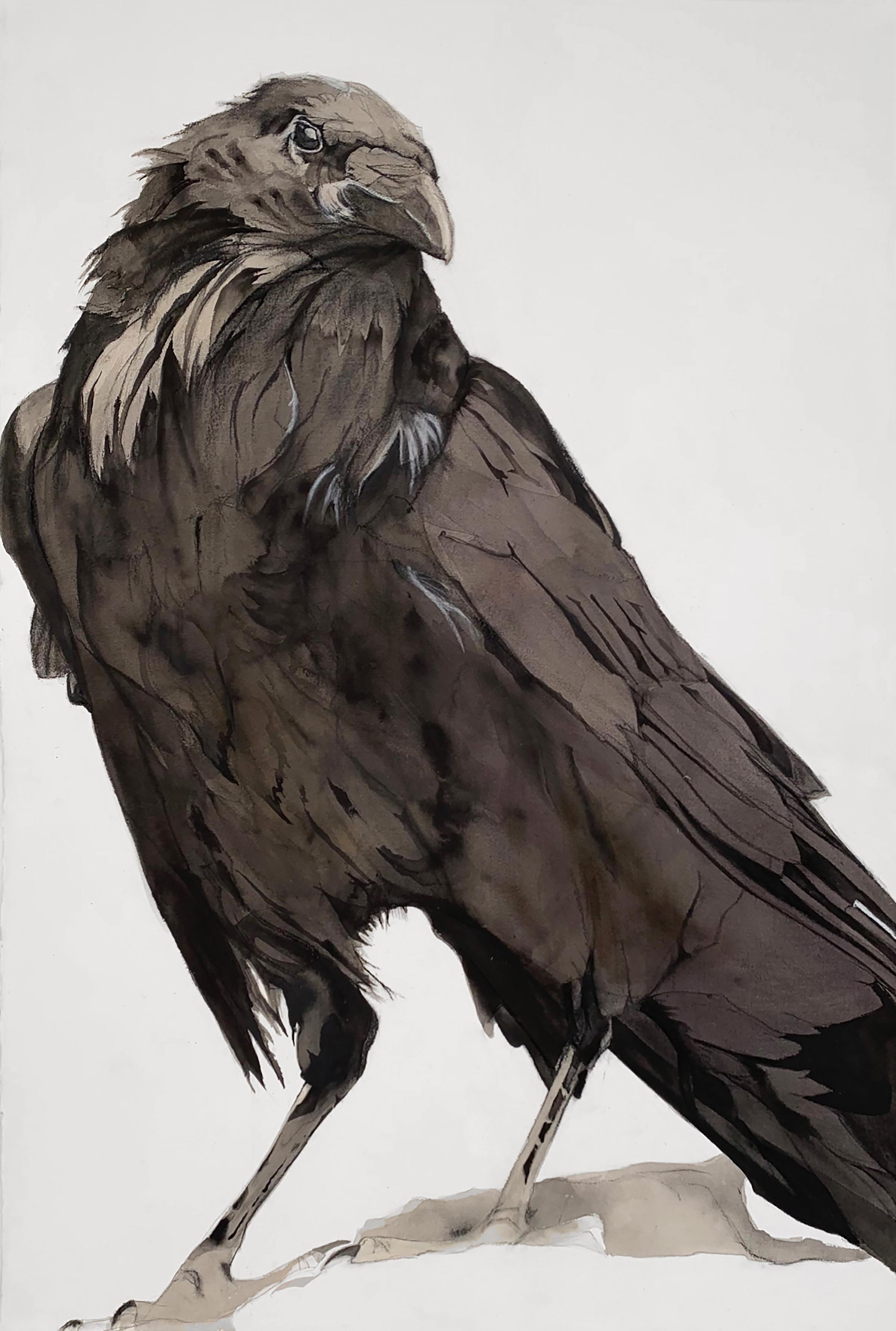 "Inform" - Raven Portrait - Large Scale Animal Drawing - Audubon - Durer