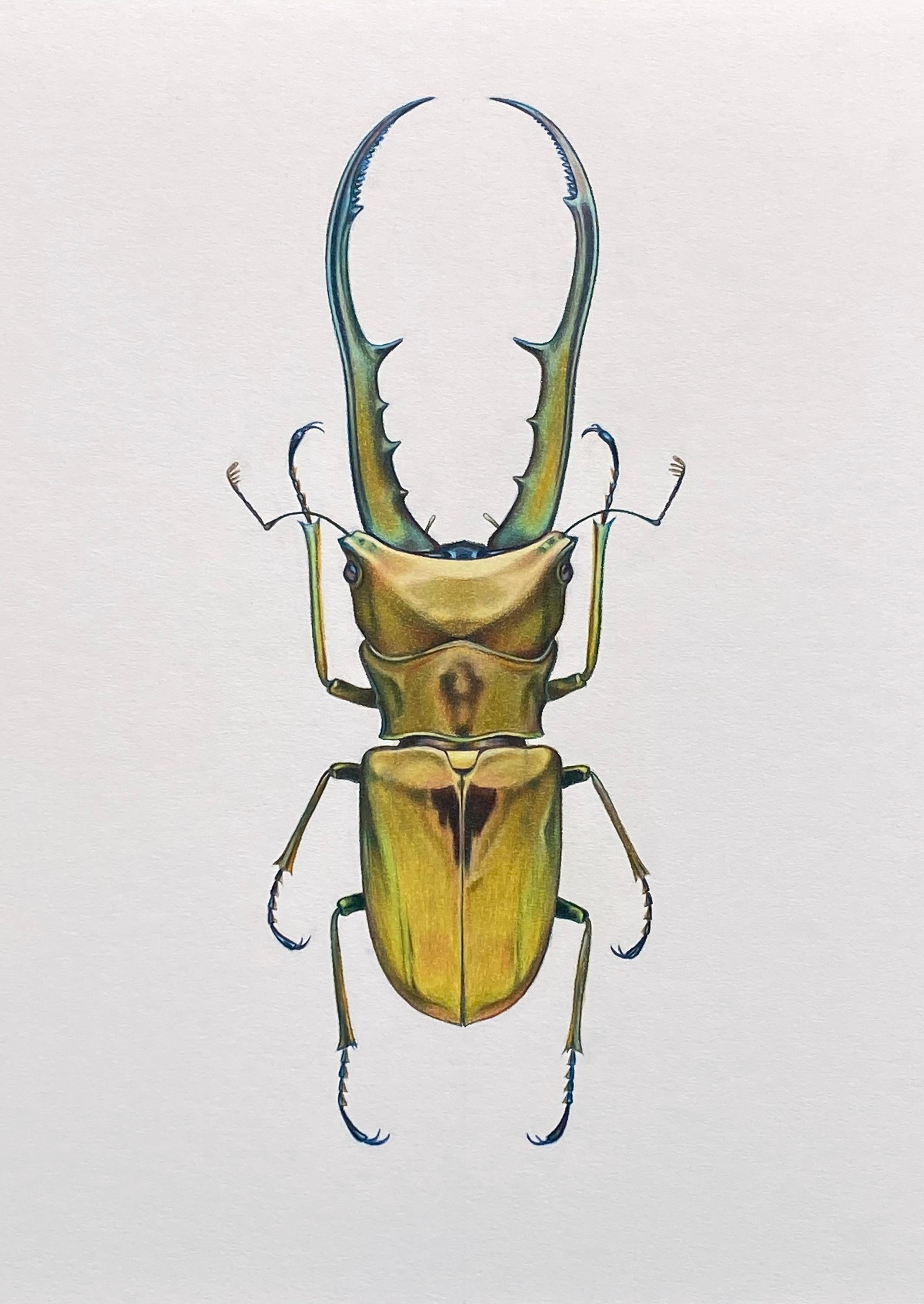 'Clycomattus metallifer finae' - insect illustration - hyperrealism - Close