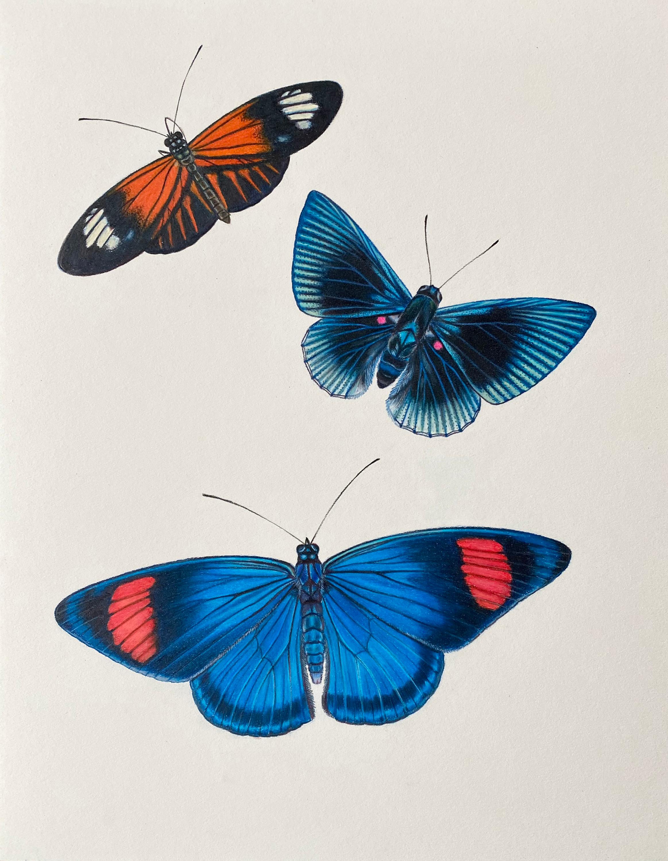 Hannah Hanlon Animal Art - 'Ecuador Blues' - insect illustration - butterflies - hyperrealism - Chuck Close