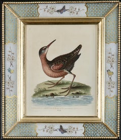 George Edwards Grabados de aves del siglo XVIII