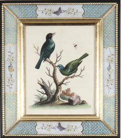 George Edwards : gravures d'oiseaux du XVIIIe siècle