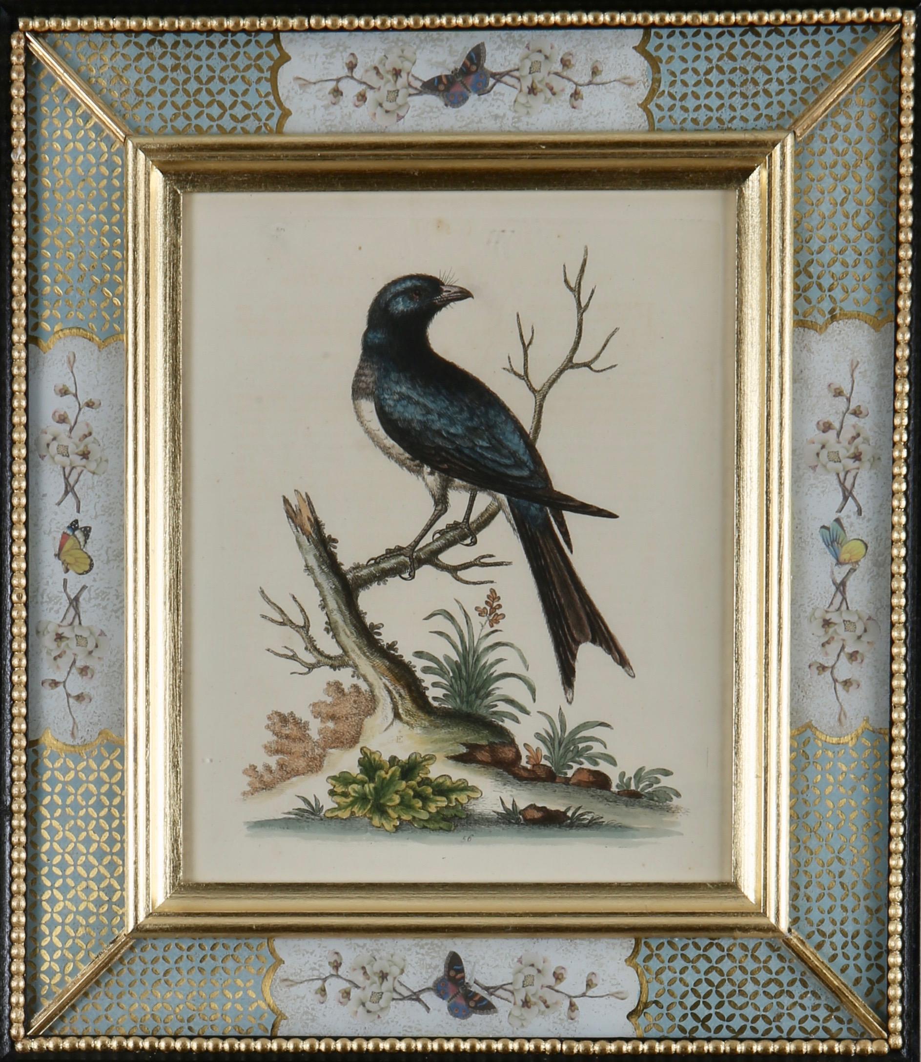George Edwards: 18th Century Engravings of Birds