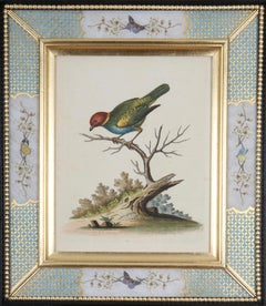 George Edwards Grabados de aves del siglo XVIII