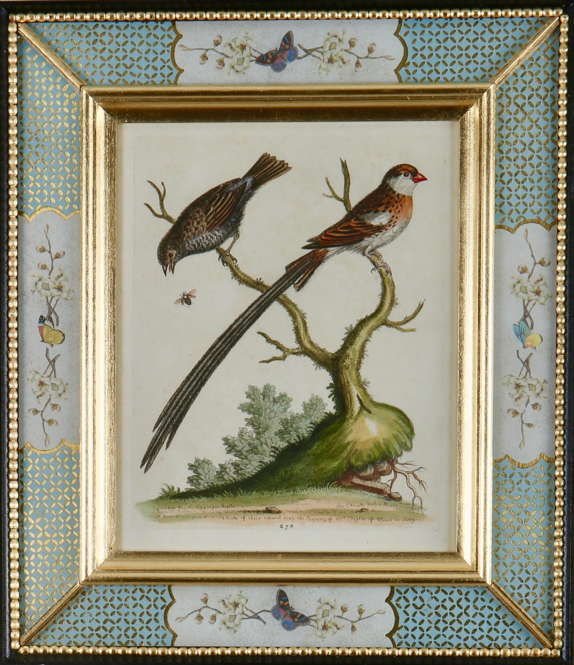 George Edwards Grabados de aves del siglo XVIII