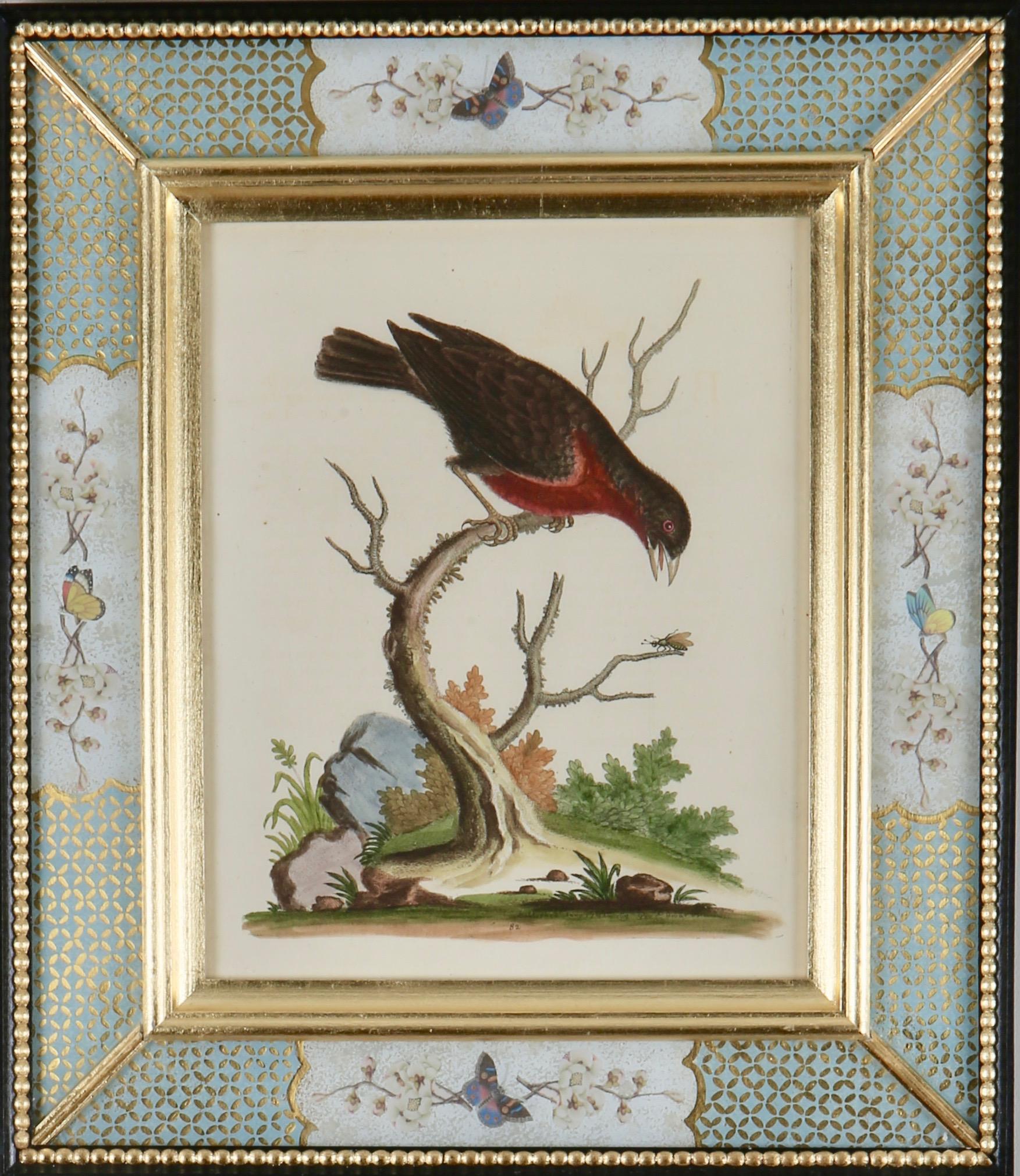 George Edwards : gravures d'oiseaux du XVIIIe siècle