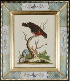 George Edwards: Gravuren von Vögeln aus dem 18. Jahrhundert