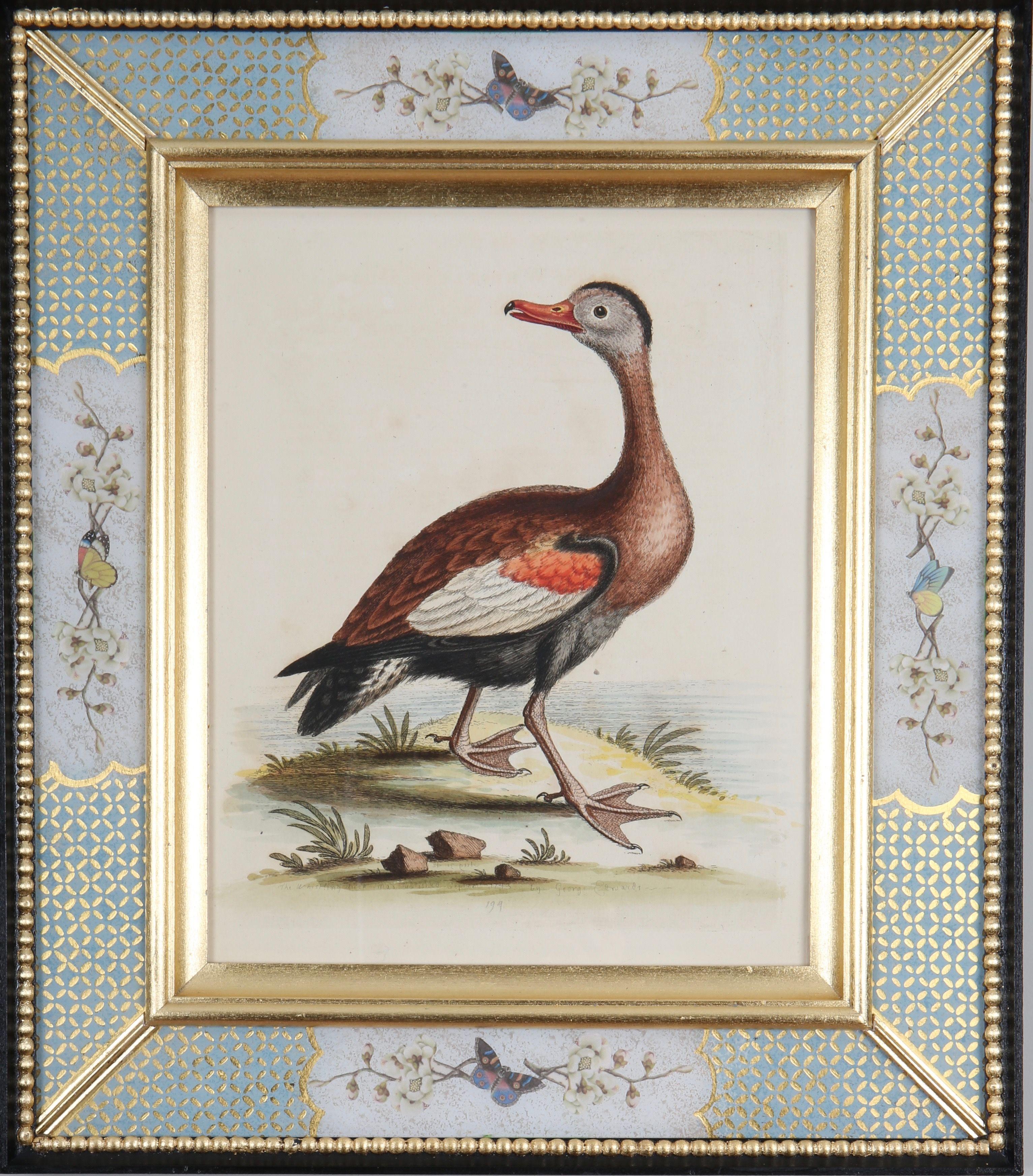 Set von zwölf Gravuren von Enten und Wading-Vogeln aus dem 18. Jahrhundert – Art von George Edwards