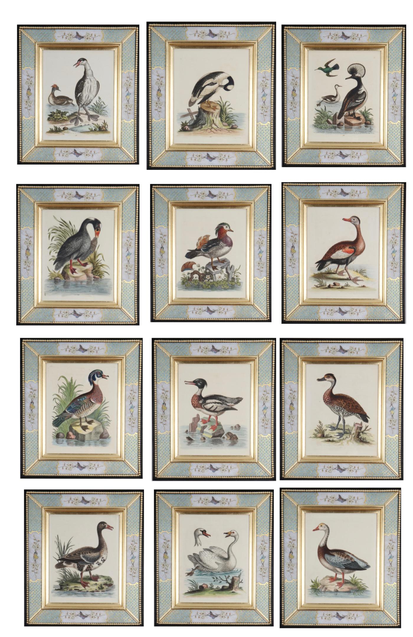 Ensemble de douze gravures de canards et d'échassiers du XVIIIe siècle
