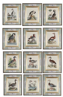 Antique Set of Twelve 18th Century Engravings of Ducks And Wading Birds