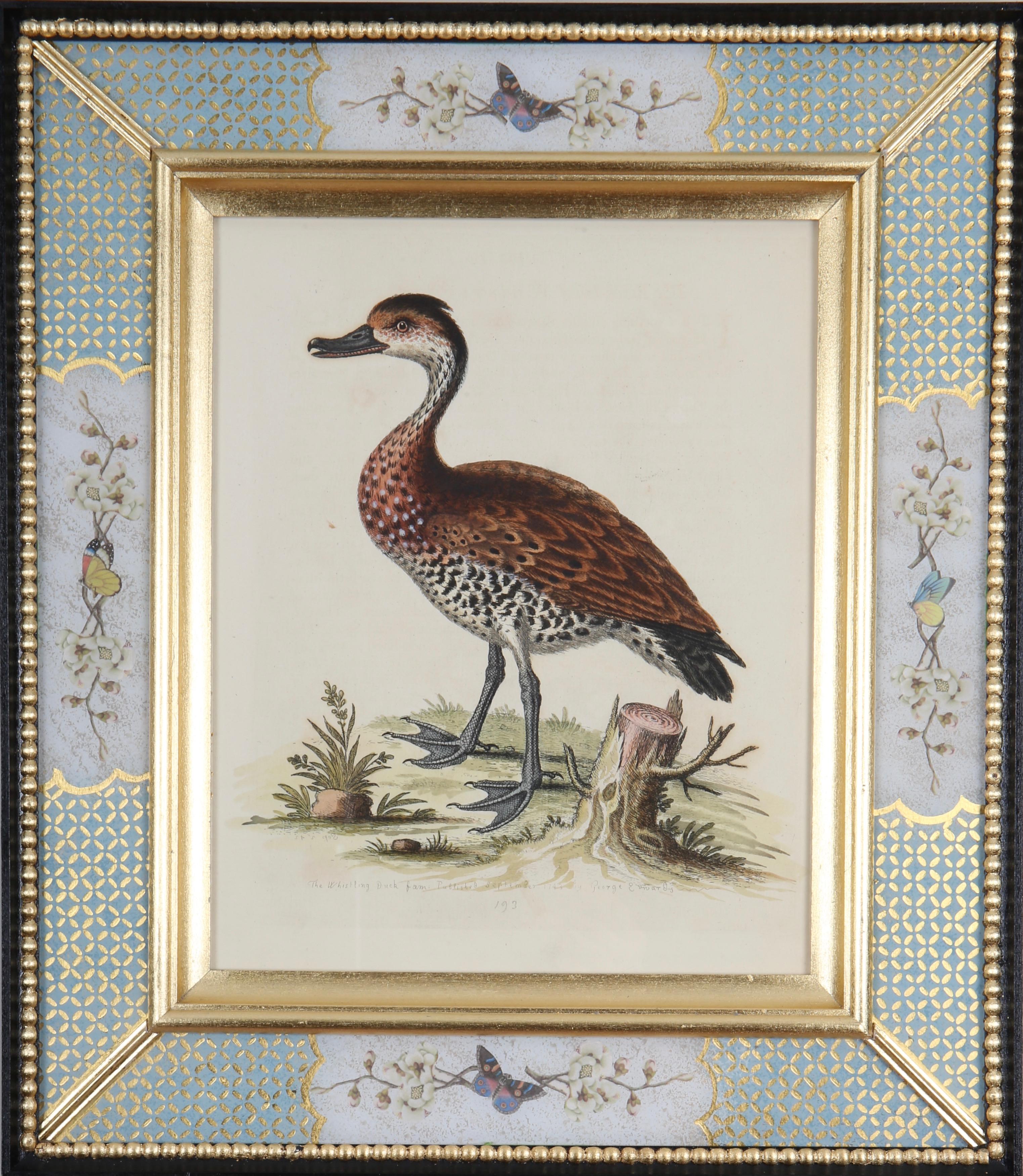 Set von zwölf Gravuren von Enten und Wading-Vogeln aus dem 18. Jahrhundert (Grau), Animal Art, von George Edwards