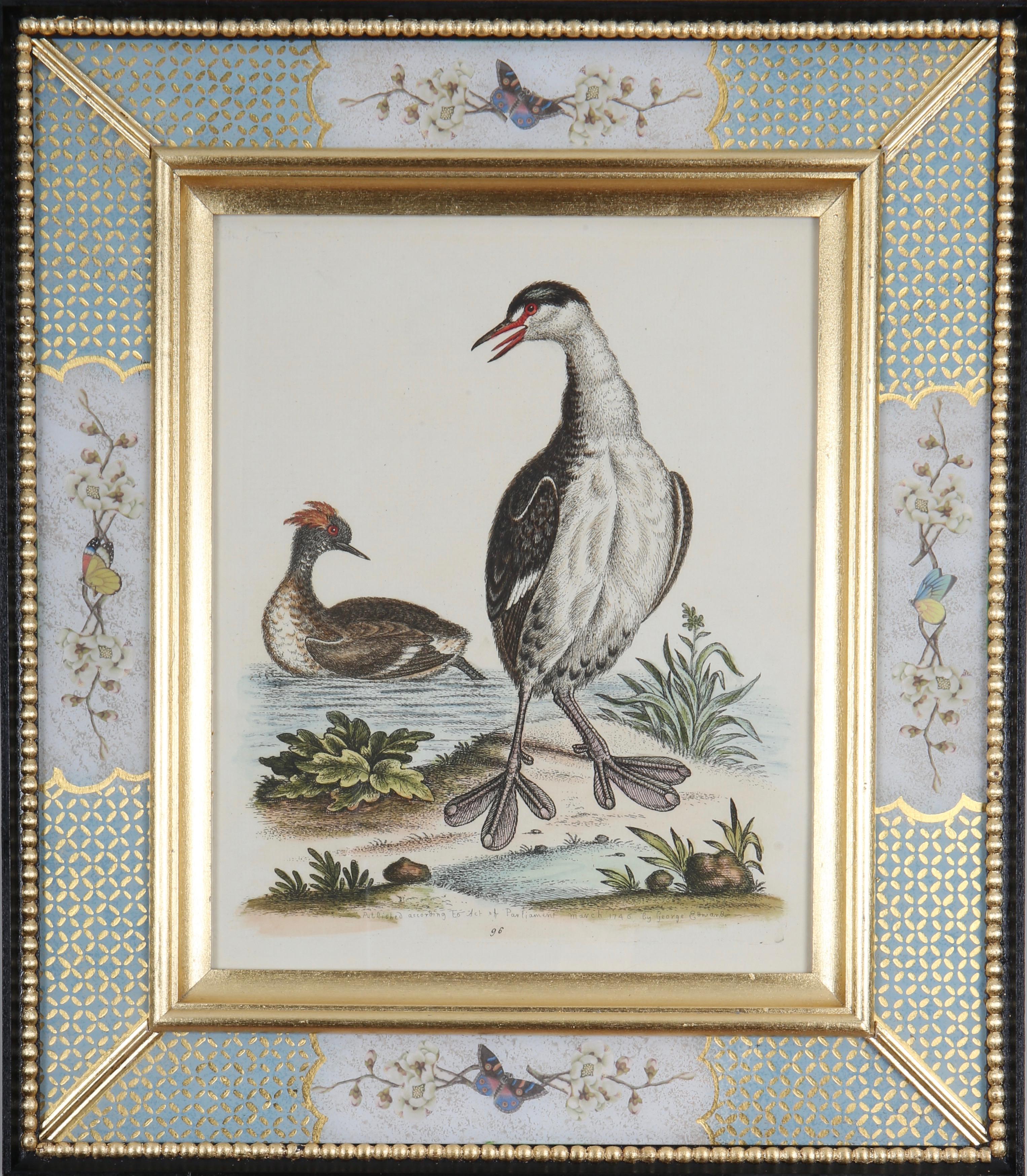 Set of Twelve 18th Century Engravings of Ducks And Wading Birds - Gray Animal Art by George Edwards