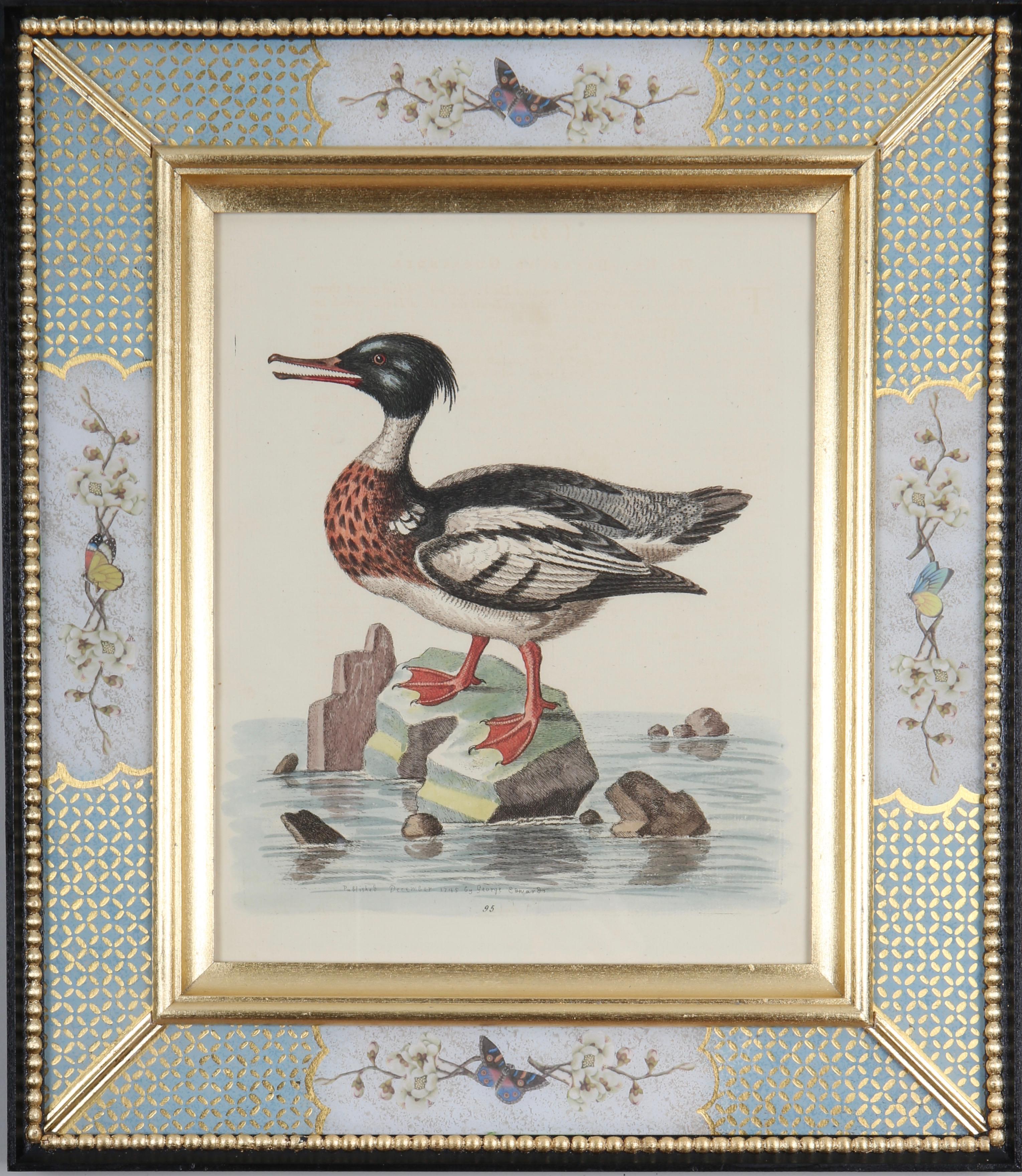 Ensemble de douze gravures de canards et d'échassiers du XVIIIe siècle en vente 1