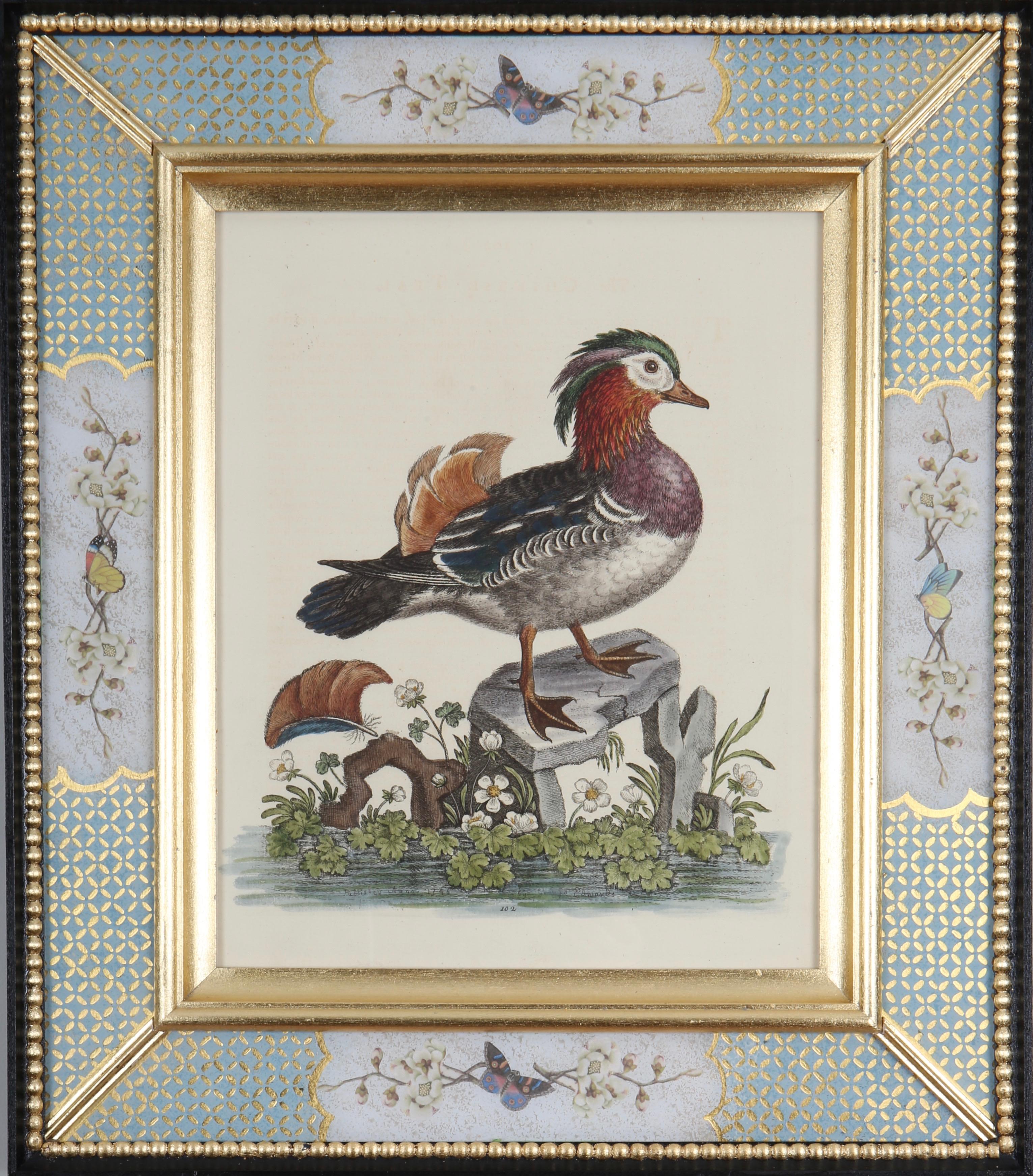 Set of Twelve 18th Century Engravings of Ducks And Wading Birds For Sale 2