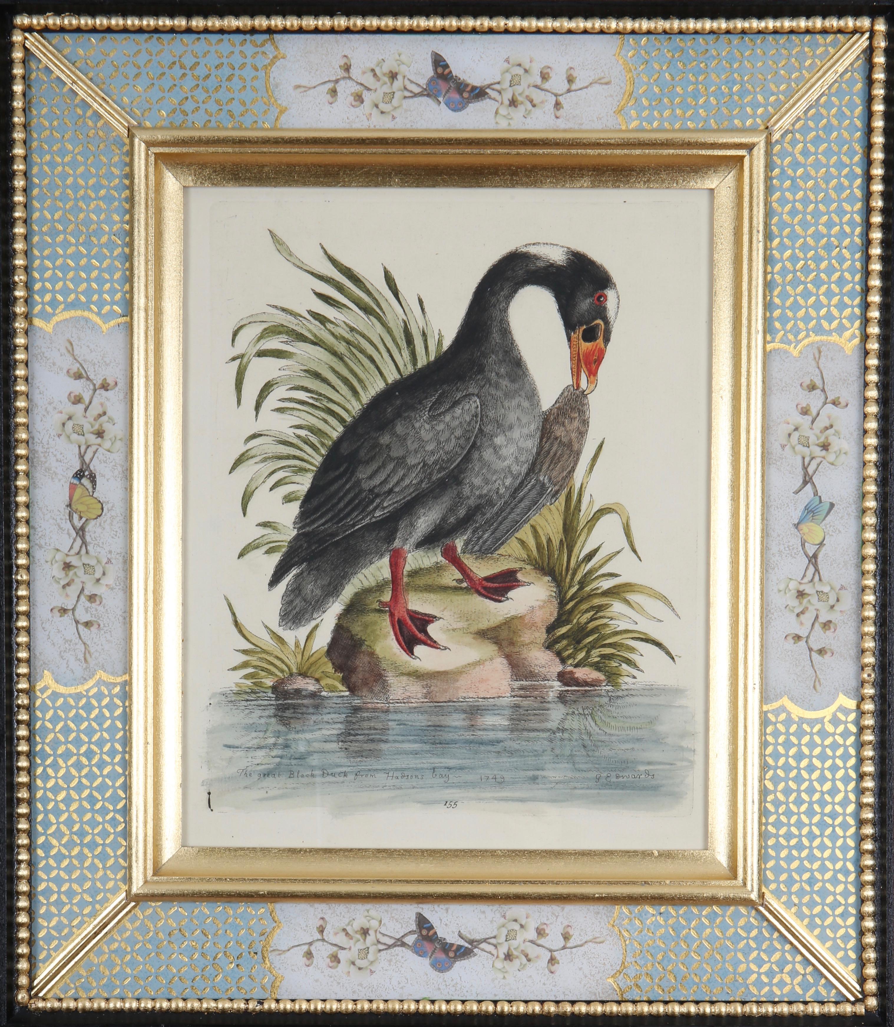 Set von zwölf Gravuren von Enten und Wading-Vogeln aus dem 18. Jahrhundert im Angebot 4