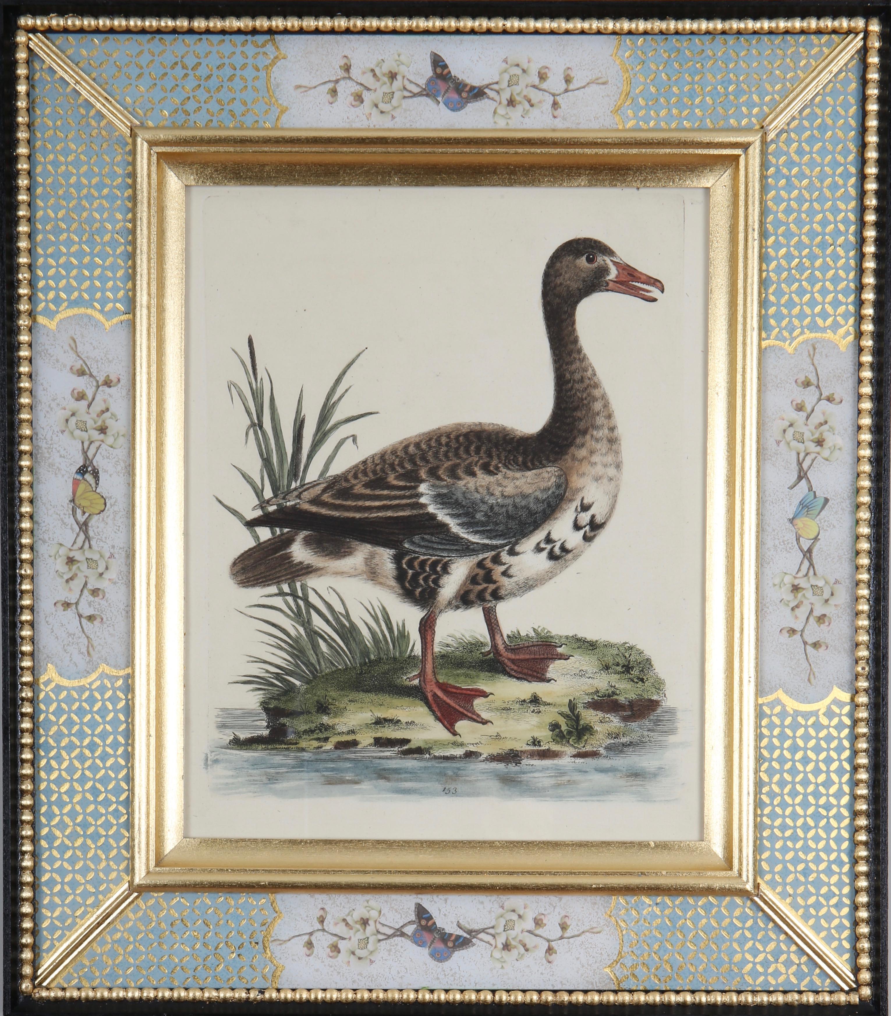 Set of Twelve 18th Century Engravings of Ducks And Wading Birds For Sale 4