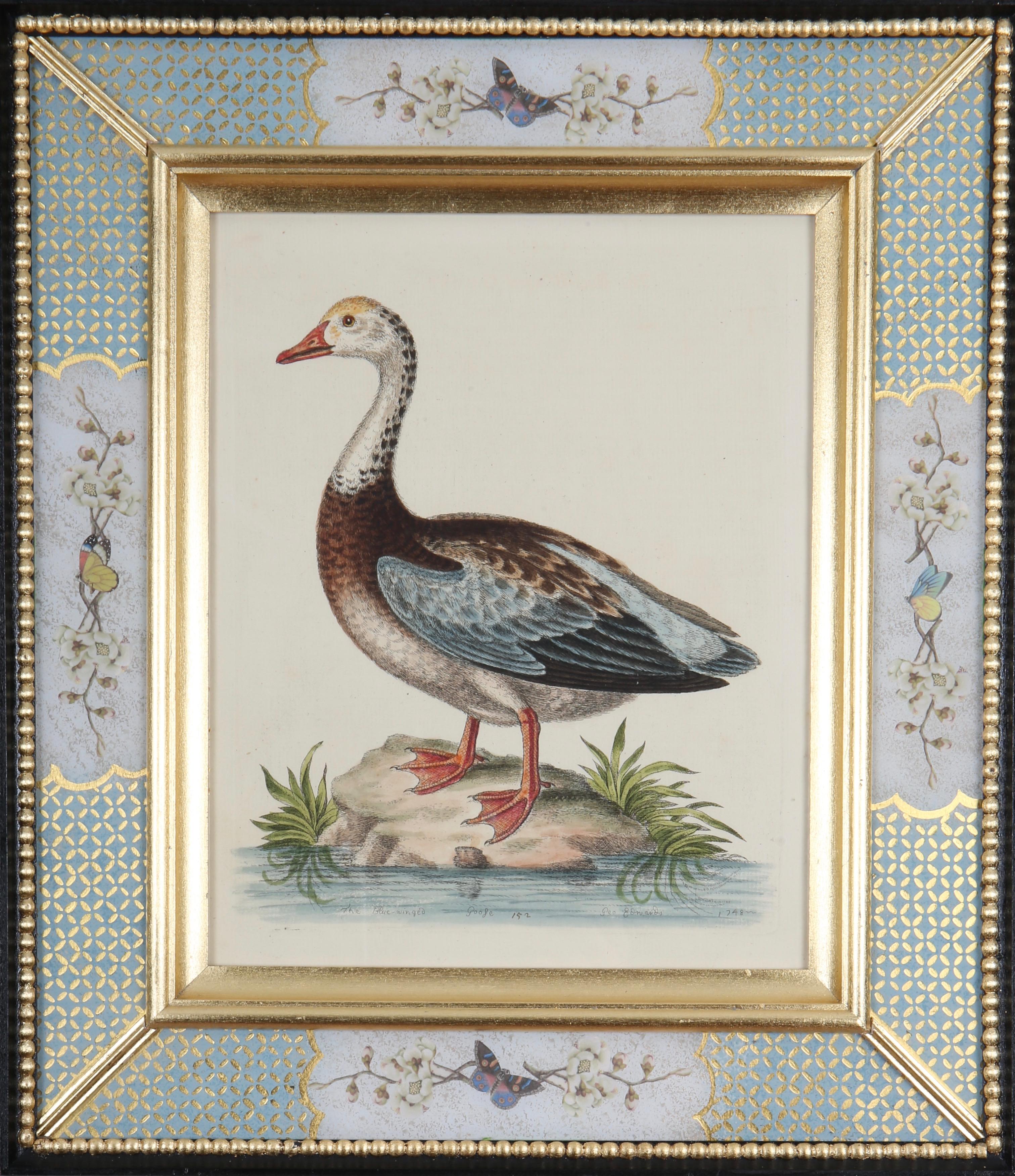 Set of Twelve 18th Century Engravings of Ducks And Wading Birds For Sale 5