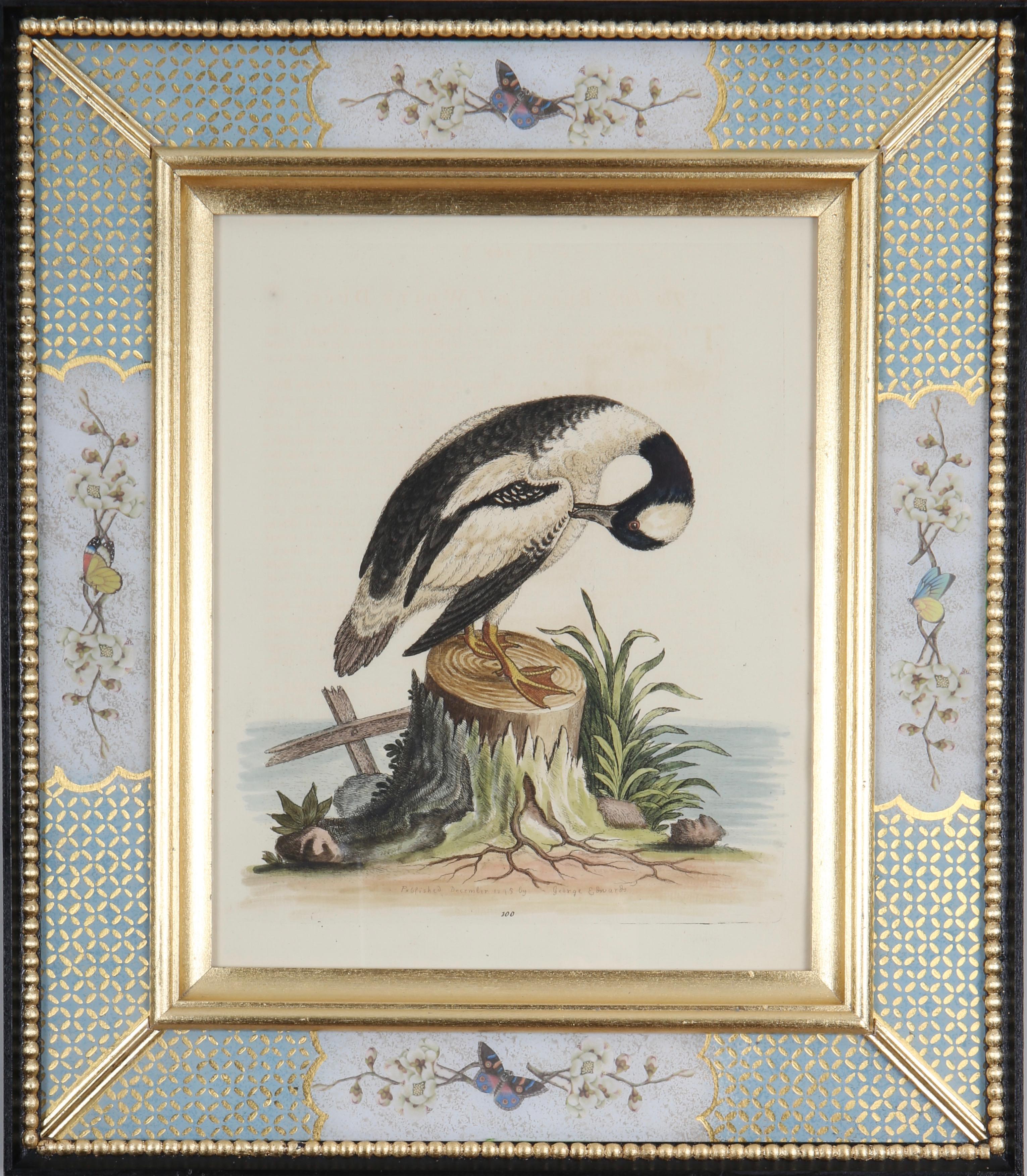 Set of Twelve 18th Century Engravings of Ducks And Wading Birds For Sale 6