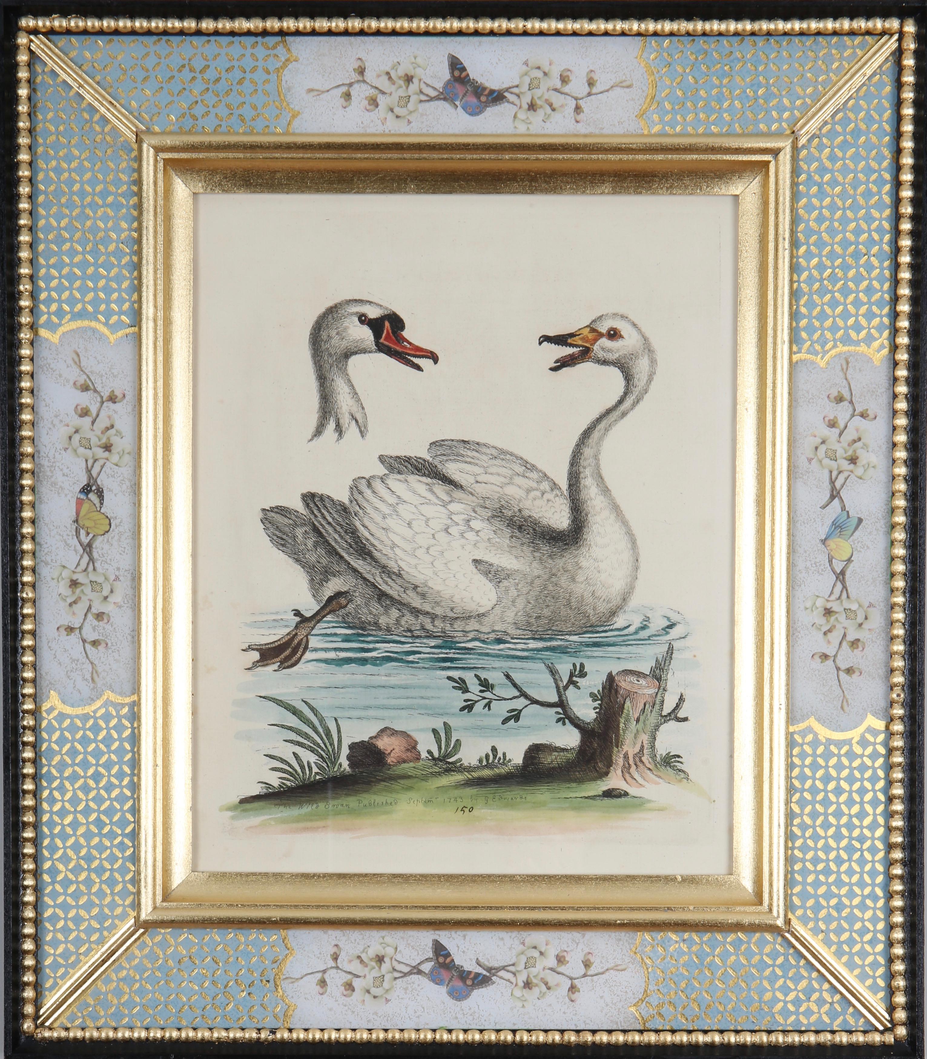 Set of Twelve 18th Century Engravings of Ducks And Wading Birds For Sale 8