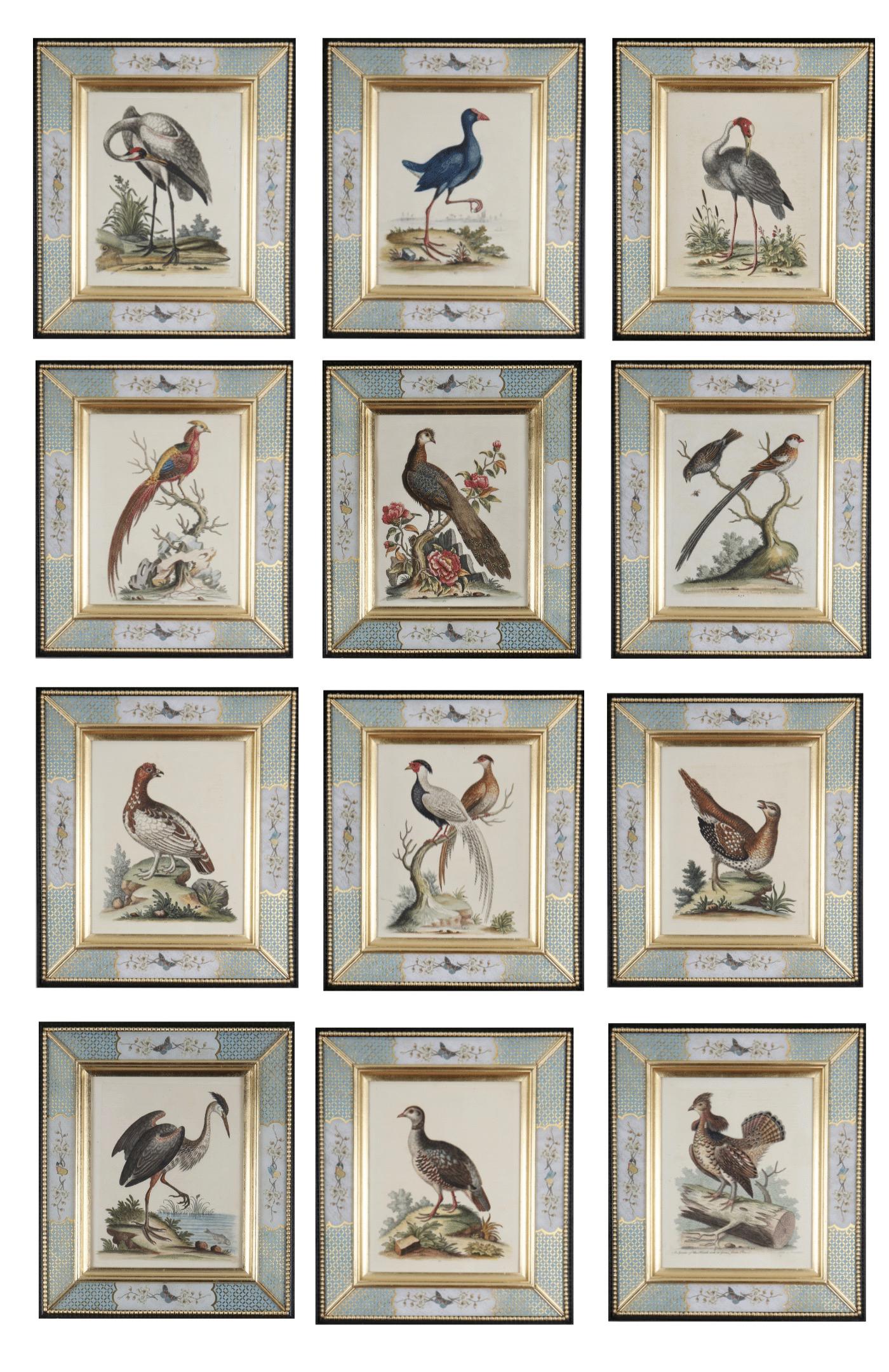Set von zwölf Gravuren von Vögeln aus dem 18. Jahrhundert