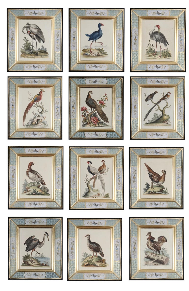 George Edwards Animal Art - Set of Twelve 18th Century Engravings of Birds