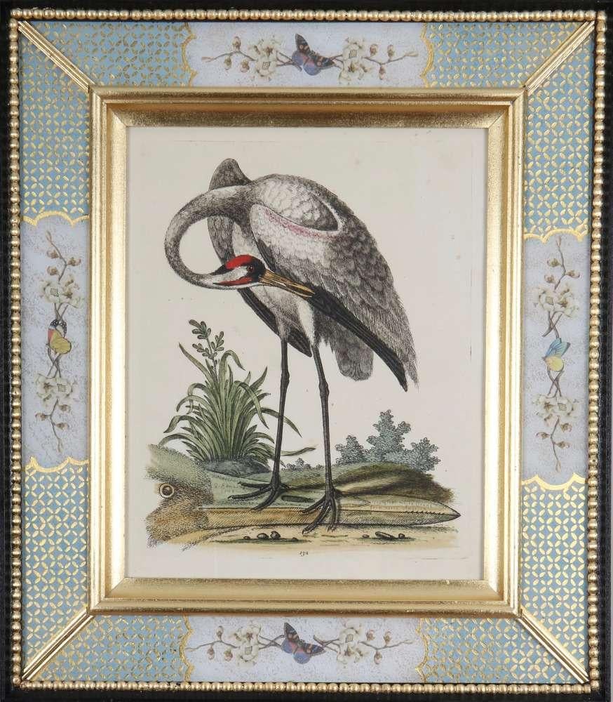 Ensemble de douze gravures d'oiseaux du XVIIIe siècle - Art de George Edwards