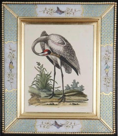 Set of Twelve 18th Century Engravings of Birds