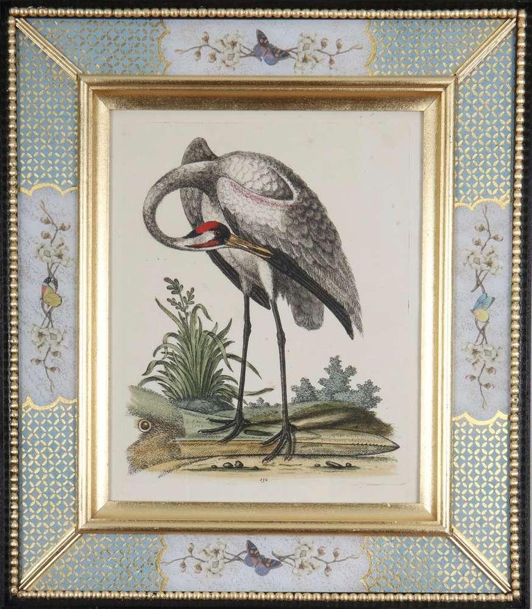Set of Twelve 18th Century Engravings of Birds - Art by George Edwards