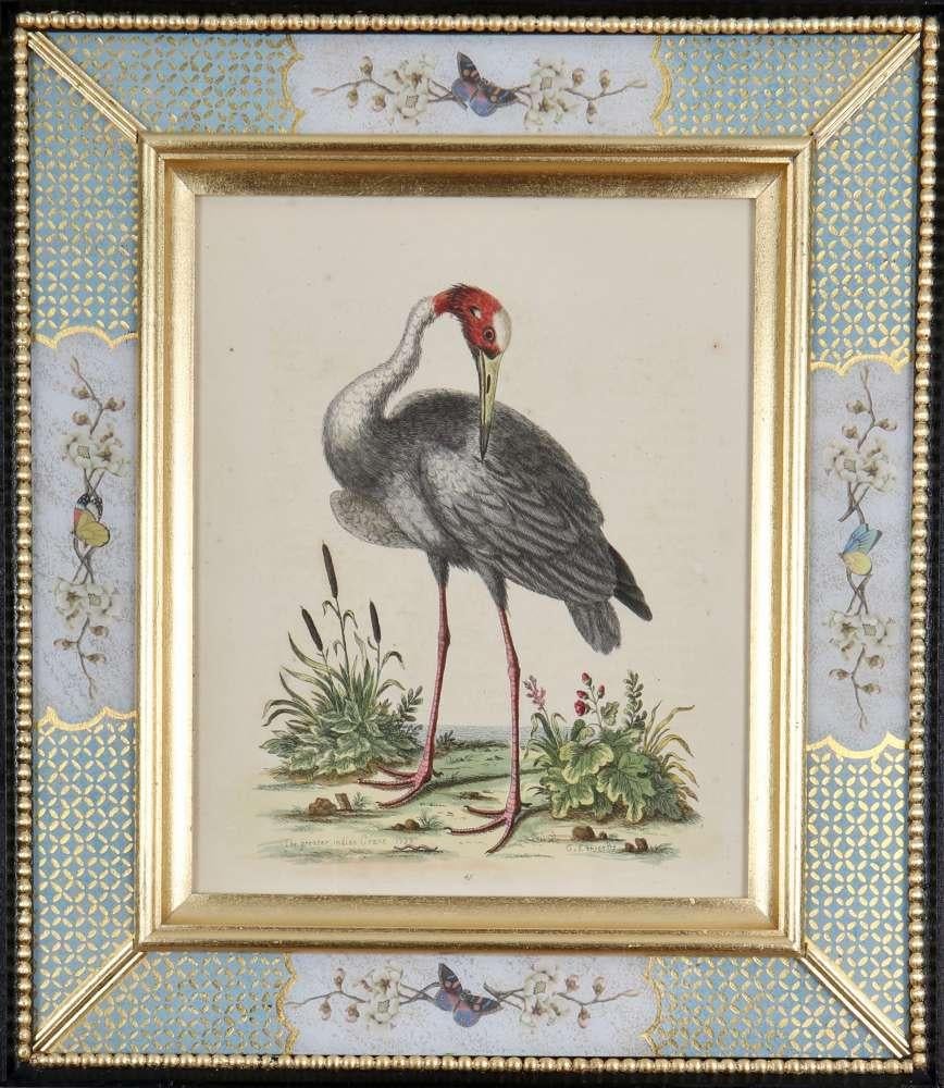 Ensemble de douze gravures d'oiseaux du XVIIIe siècle - Gris Animal Art par George Edwards