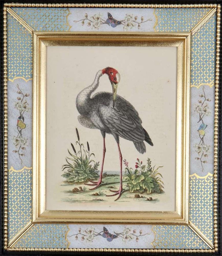 Set of Twelve 18th Century Engravings of Birds - Gray Animal Art by George Edwards
