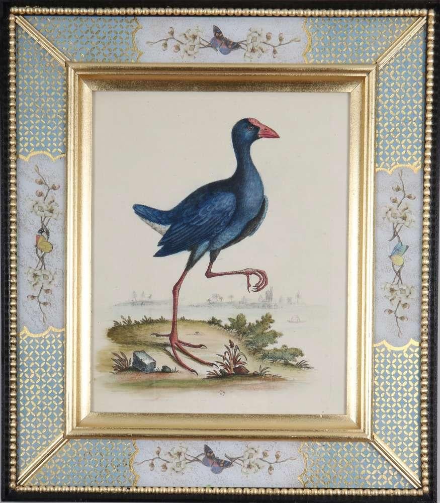 Ensemble de douze gravures d'oiseaux du XVIIIe siècle en vente 1
