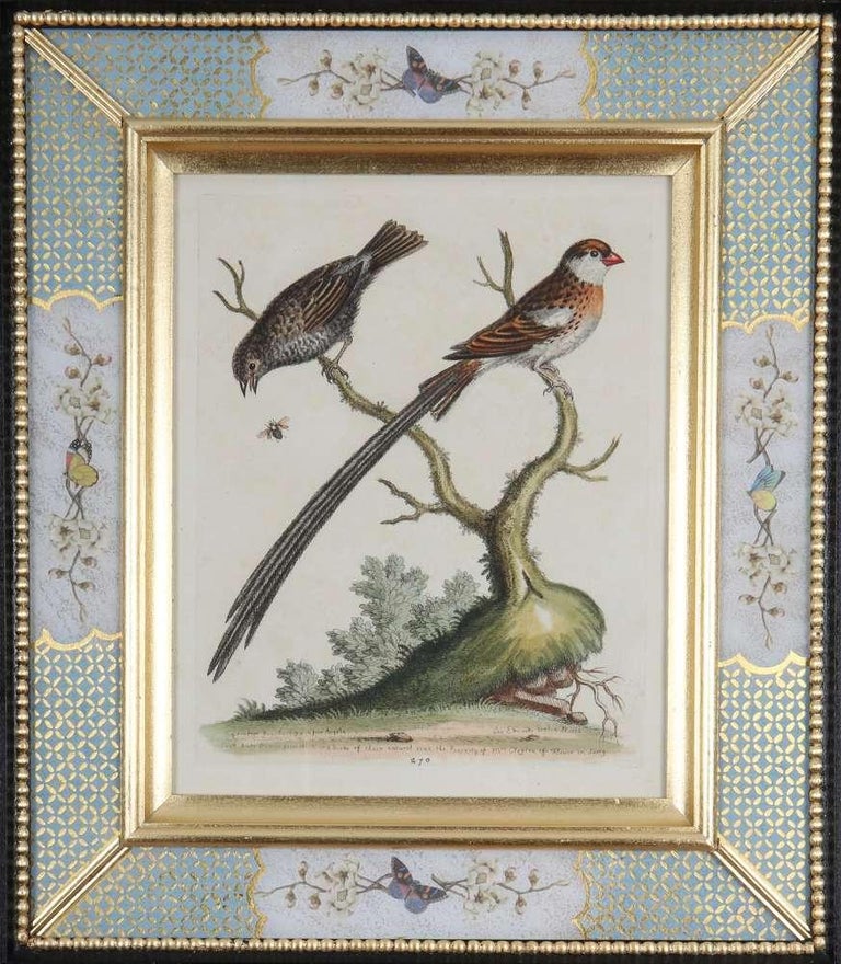 Set of Twelve 18th Century Engravings of Birds For Sale 2