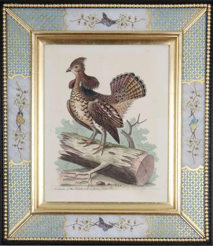 Ensemble de douze gravures d'oiseaux du XVIIIe siècle en vente 4
