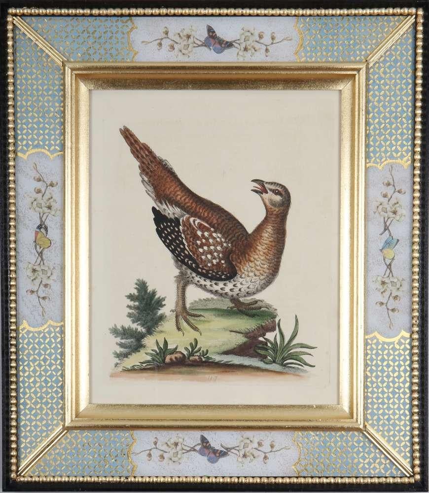 Ensemble de douze gravures d'oiseaux du XVIIIe siècle en vente 5