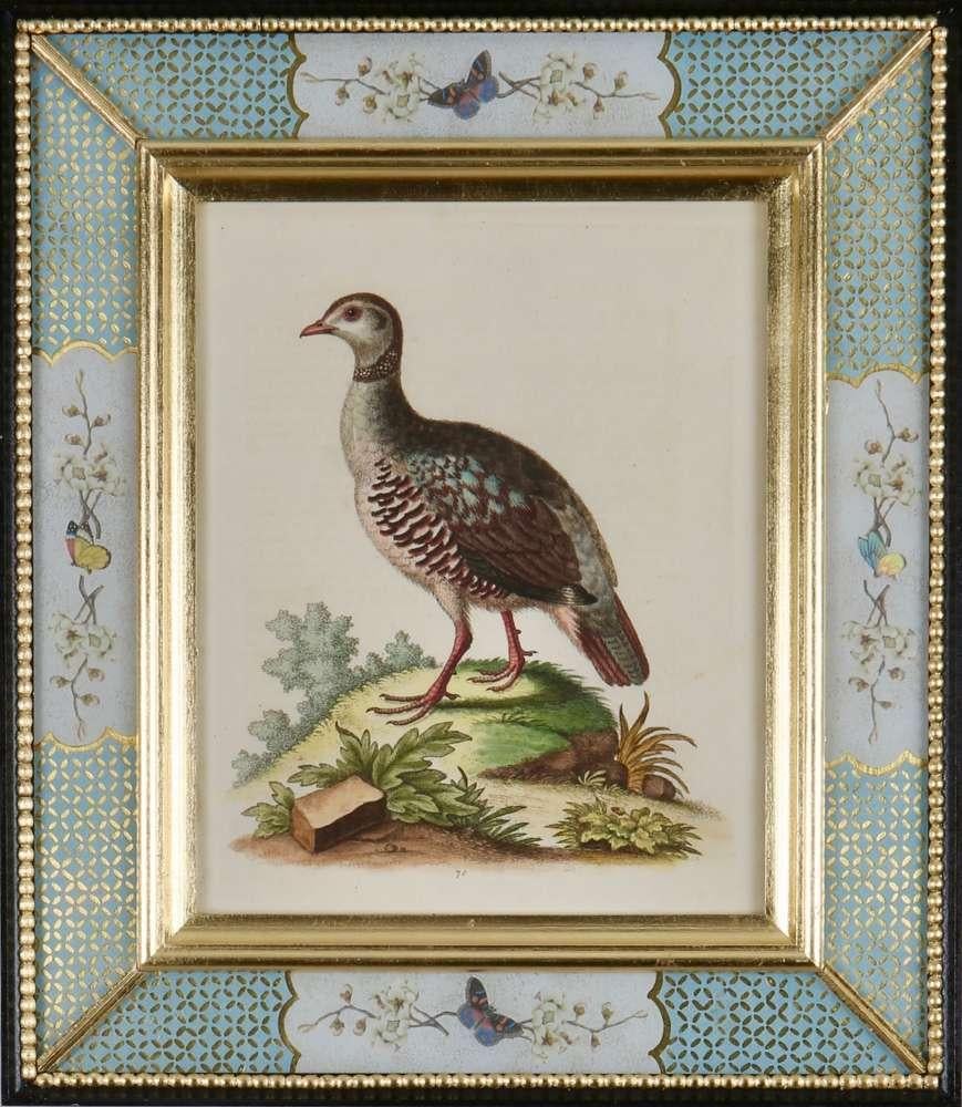 Ensemble de douze gravures d'oiseaux du XVIIIe siècle en vente 6