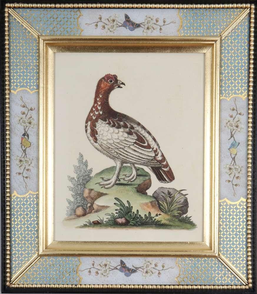 Ensemble de douze gravures d'oiseaux du XVIIIe siècle en vente 7