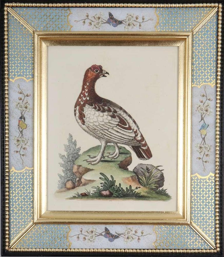 Set of Twelve 18th Century Engravings of Birds For Sale 7