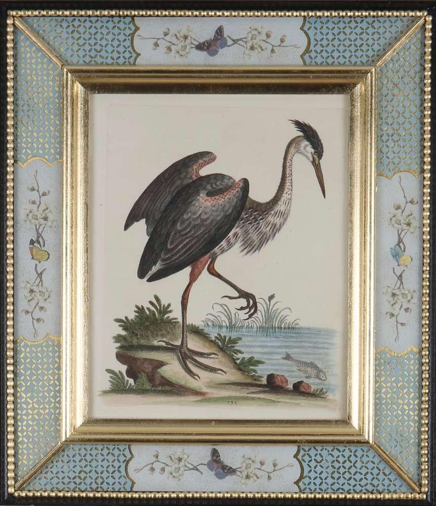 Ensemble de douze gravures d'oiseaux du XVIIIe siècle en vente 9